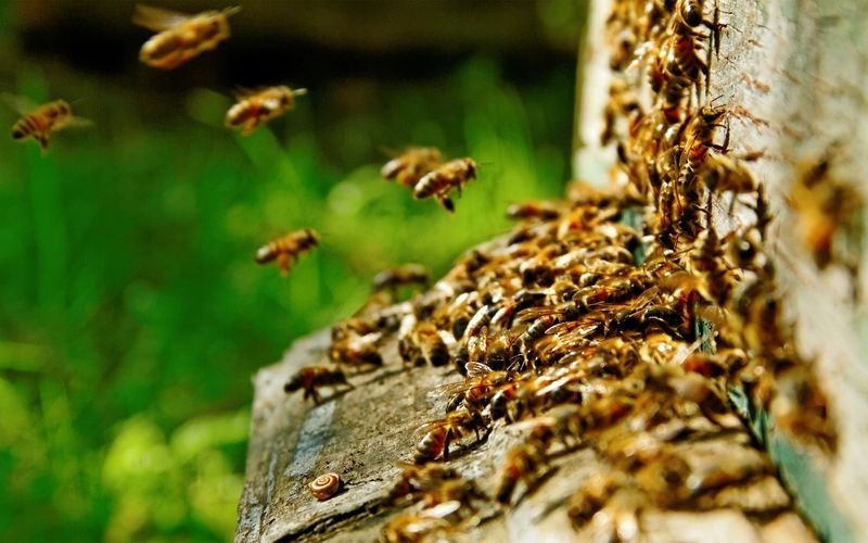http://Colony%20of%20HoneyBee